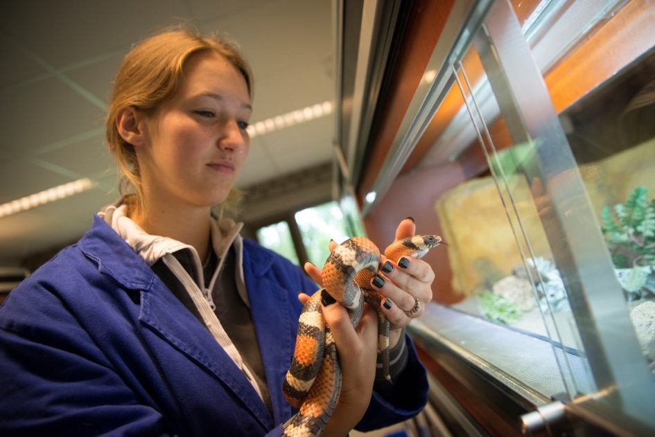 Dierverzorging; Een Mbo-opleiding Op Niveau 2, 3 En 4. Schrijf Je Nu In!