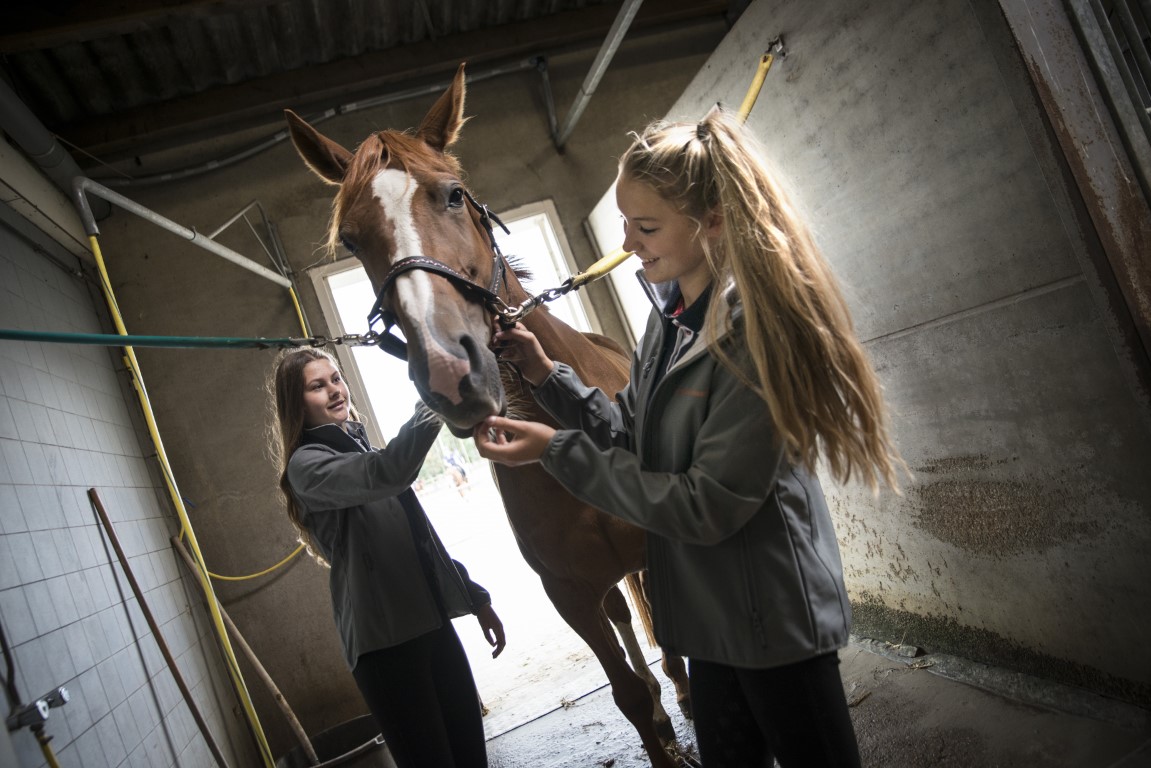 Lentiz En HC Nootdorp Werken Samen Aan Mbo-opleiding Paardenhouderij ...